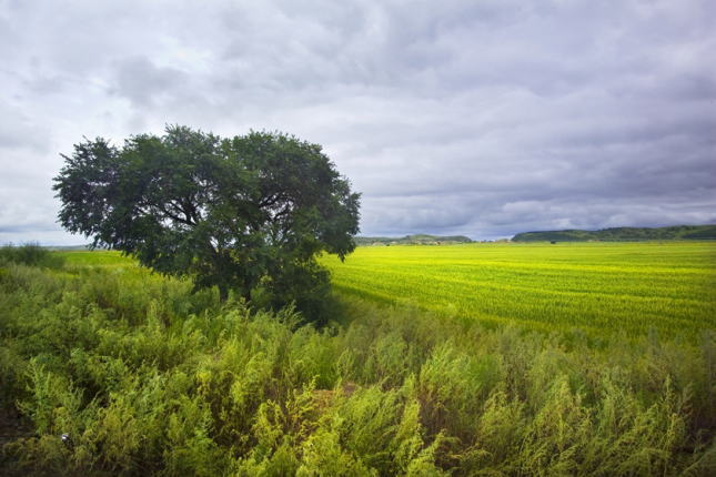 雲で覆われた緑の草原で、枝を広げている一本の大木。
